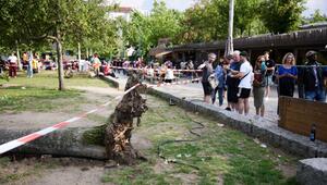 Baum fällt auf Menschen im Mauerpark