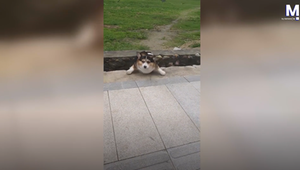 Corgi Hund Graben