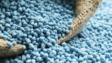 Blaukorn  Helfer oder Problem fr den Rasen?