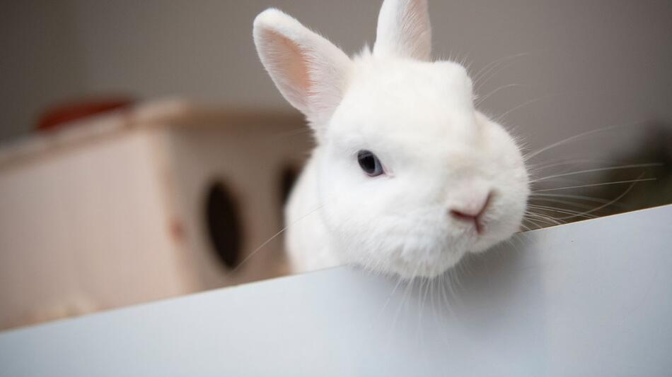 Ein Kaninchen guckt aus seinem Gehege heraus