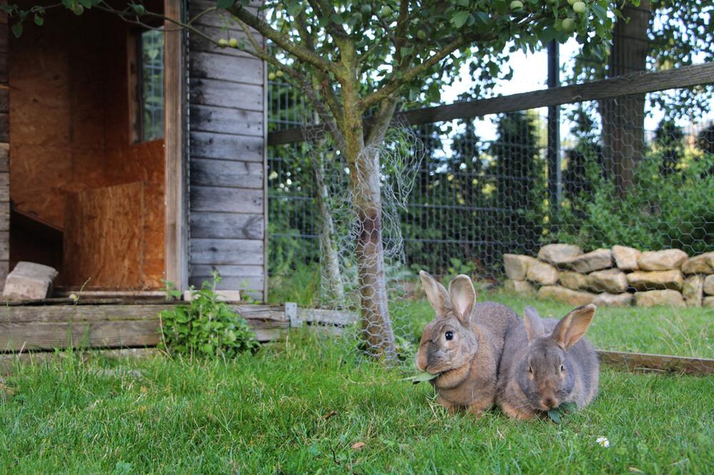 Zwei Kaninchen in einem artgerechten Gehege