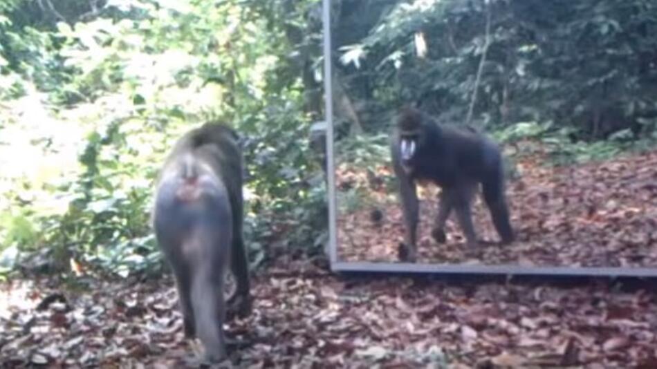 Affe bekommt furchtbaren Schock wegen Spiegelbild