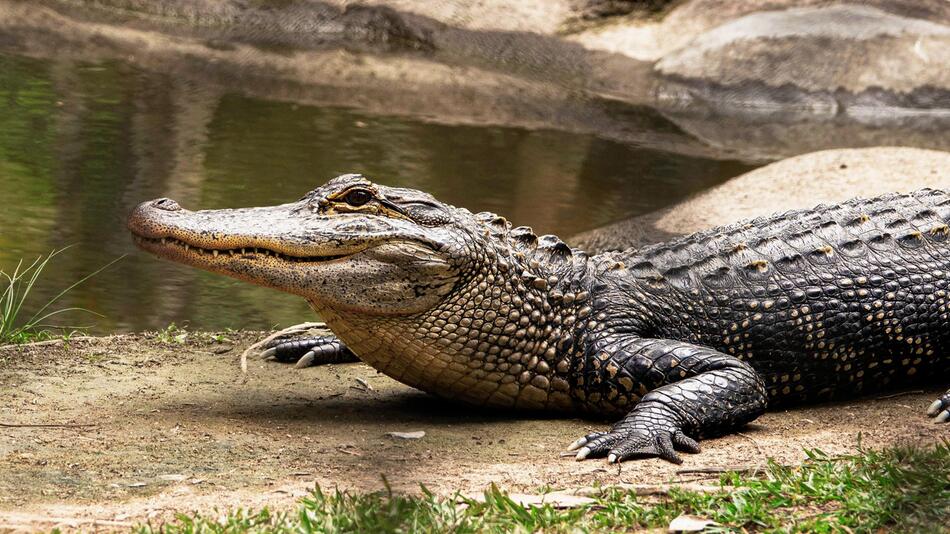 In Australien attackiert Krokodil einen Menschen.