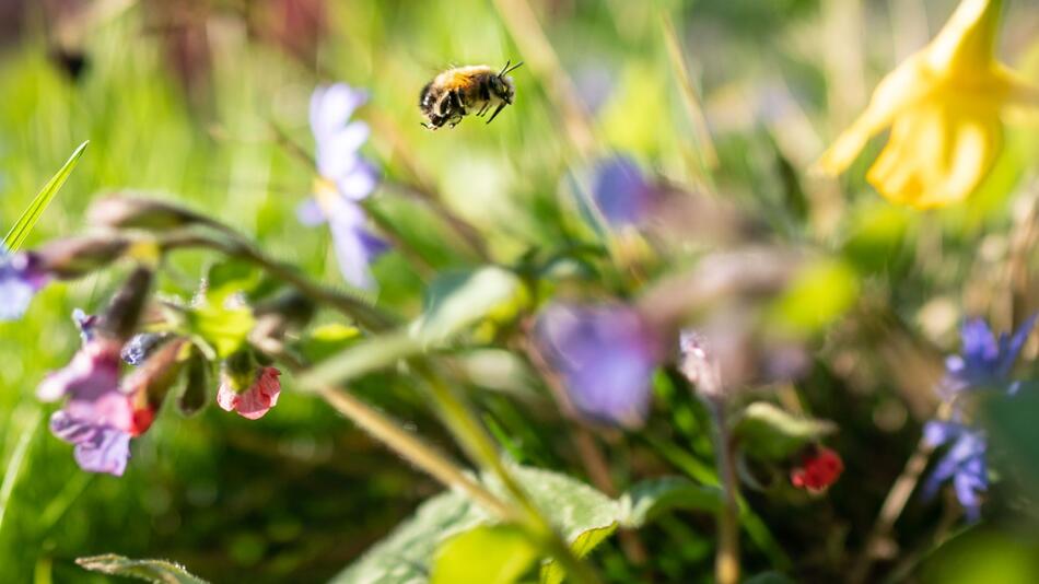 Eine Wildbiene in einem Frankfurter Vorgarten