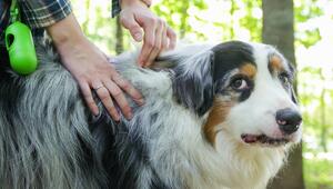 Hund, Zecke