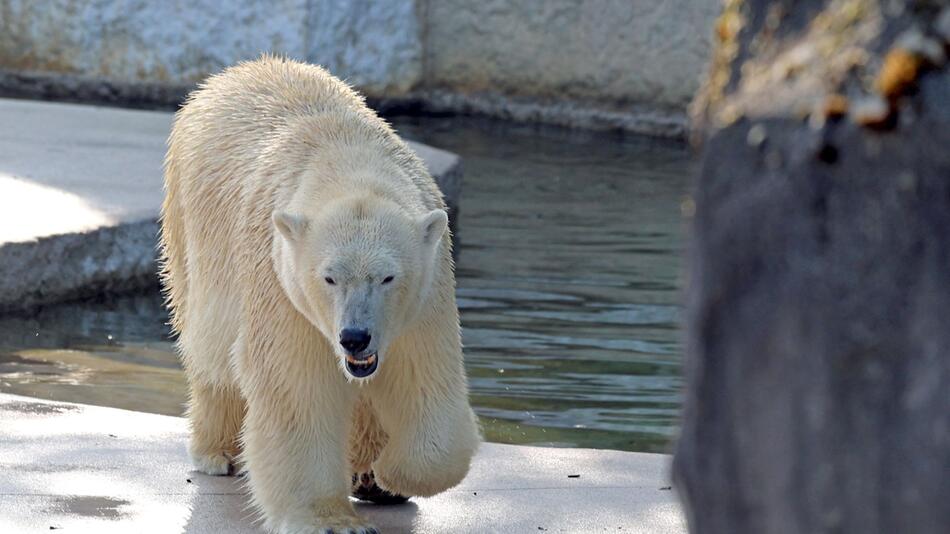 Eisbärin Nuka im Karlsruher Zoo