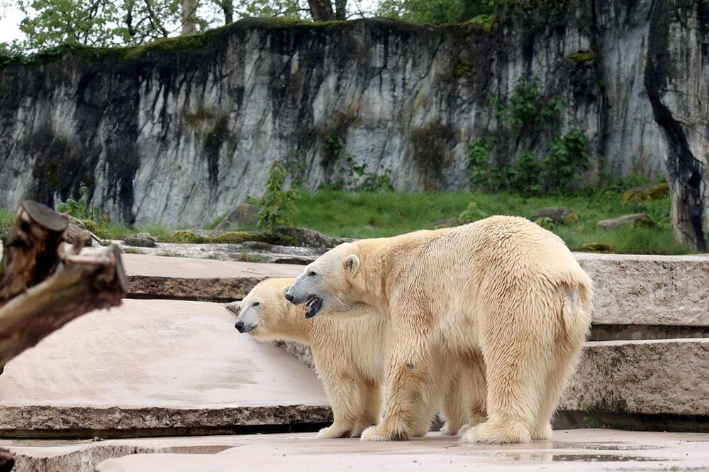 Eisbären