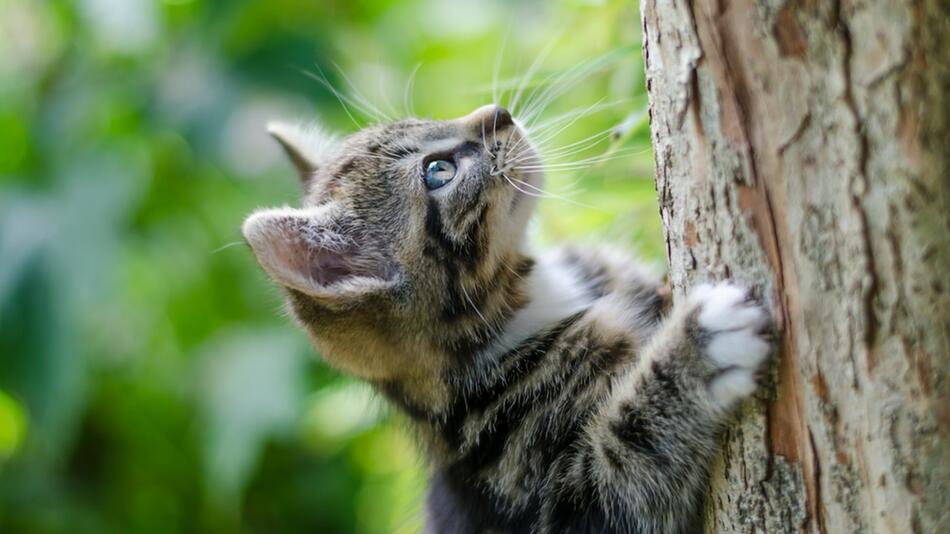 Freigängerkatzen leben gefährlich.