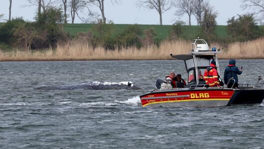 DLRG-Boot nähert sich dem gestrandeten Buckelwal