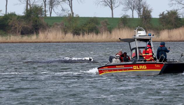 DLRG-Boot nähert sich dem gestrandeten Buckelwal