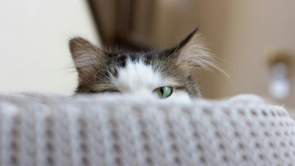 Sind Katzen wirklich hinterhältig?