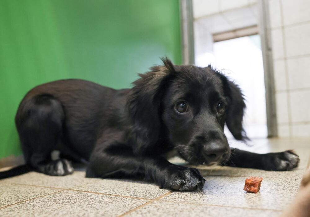 Ein Hund in einem Tierheim