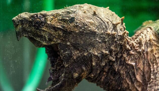 Geierschildkröte