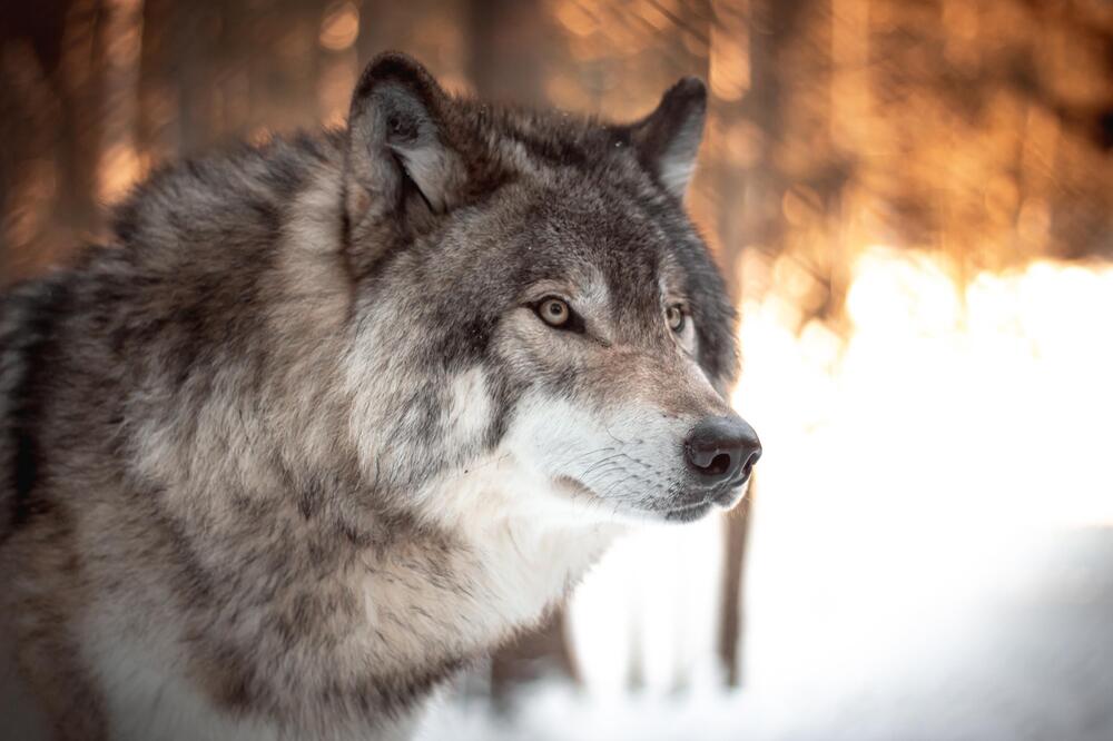 Nur ein Wolf des Rudels darf geschossen werden.