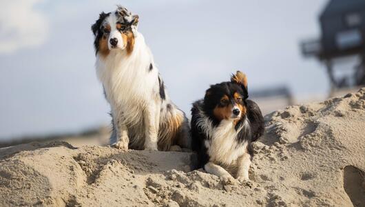 Australian Shepherds auf einem Sandhaufen in Sankt Peter-Ording