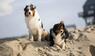 Australian Shepherds auf einem Sandhaufen in Sankt Peter-Ording