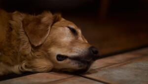 Übergewicht kann für Hunde lebensbedrohlich sein.