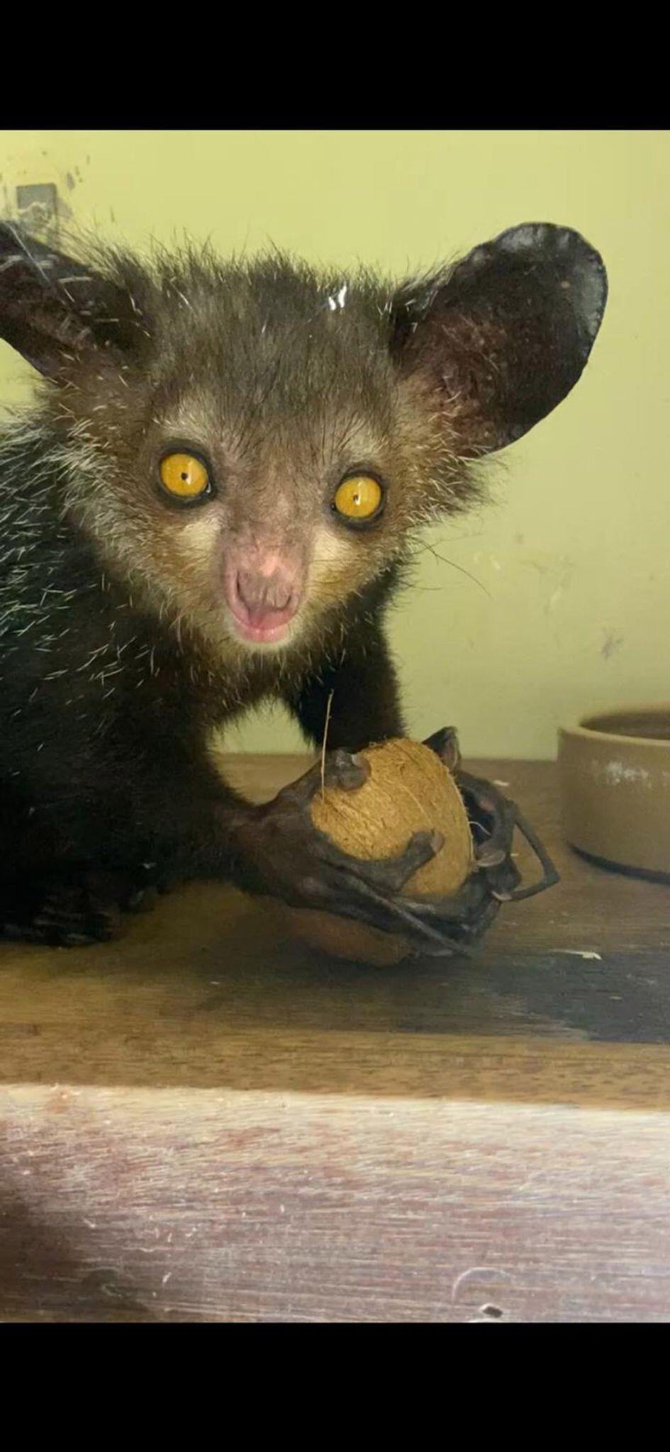 Neuzugang im Tierpark Berlin: Aye Aye lebt nun im Affenhaus