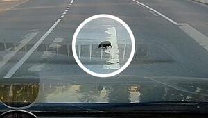 Beim Verkehrsunterricht aufgepasst: Igel trippelt über Zebrastreifen