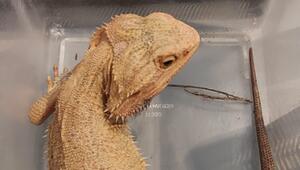 Bartagame