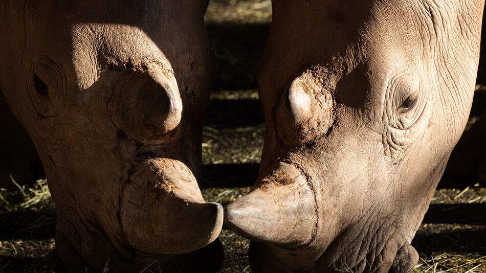 Nashornhaus im Erfurter Zoo