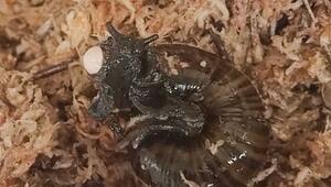 Zum ersten Mal gefilmt: Seltene Raubschnecke legt Eier – aus dem Hals