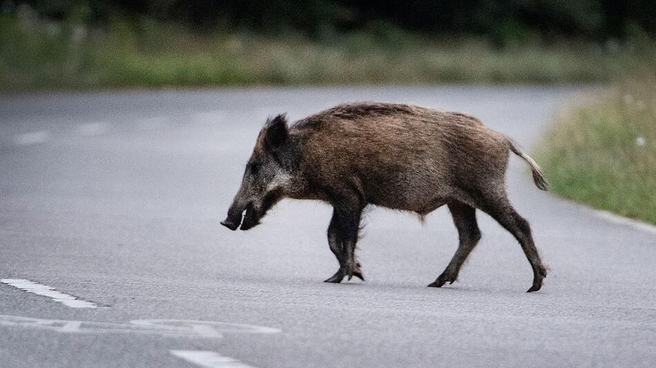 Wildschwein auf Straße