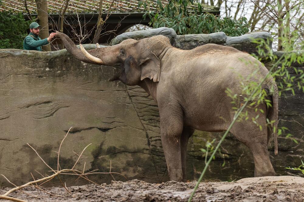 Vorstellung neuer Elefantenbulle "Maurice" im Tierpark Hagenbeck