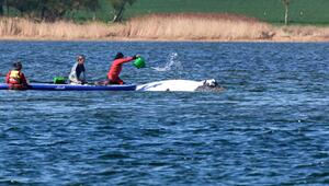 Weitere Entwicklung zum Buckelwal in der Ostsee