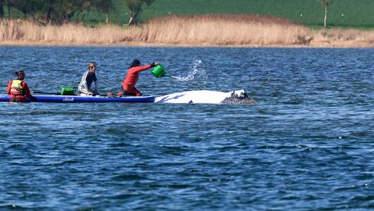 Weitere Entwicklung zum Buckelwal in der Ostsee