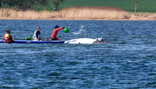 Weitere Entwicklung zum Buckelwal in der Ostsee