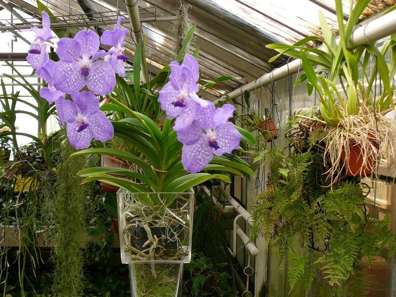 Orchidee im Glaszylinder