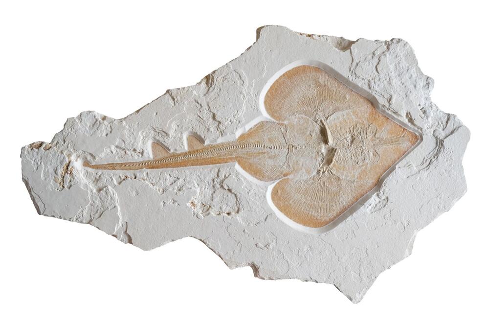 Rochen-Fossil aus dem Altmühltal