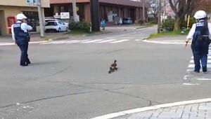 Vögel im Verkehr: Polizisten helfen Entenfamilie über die Straße