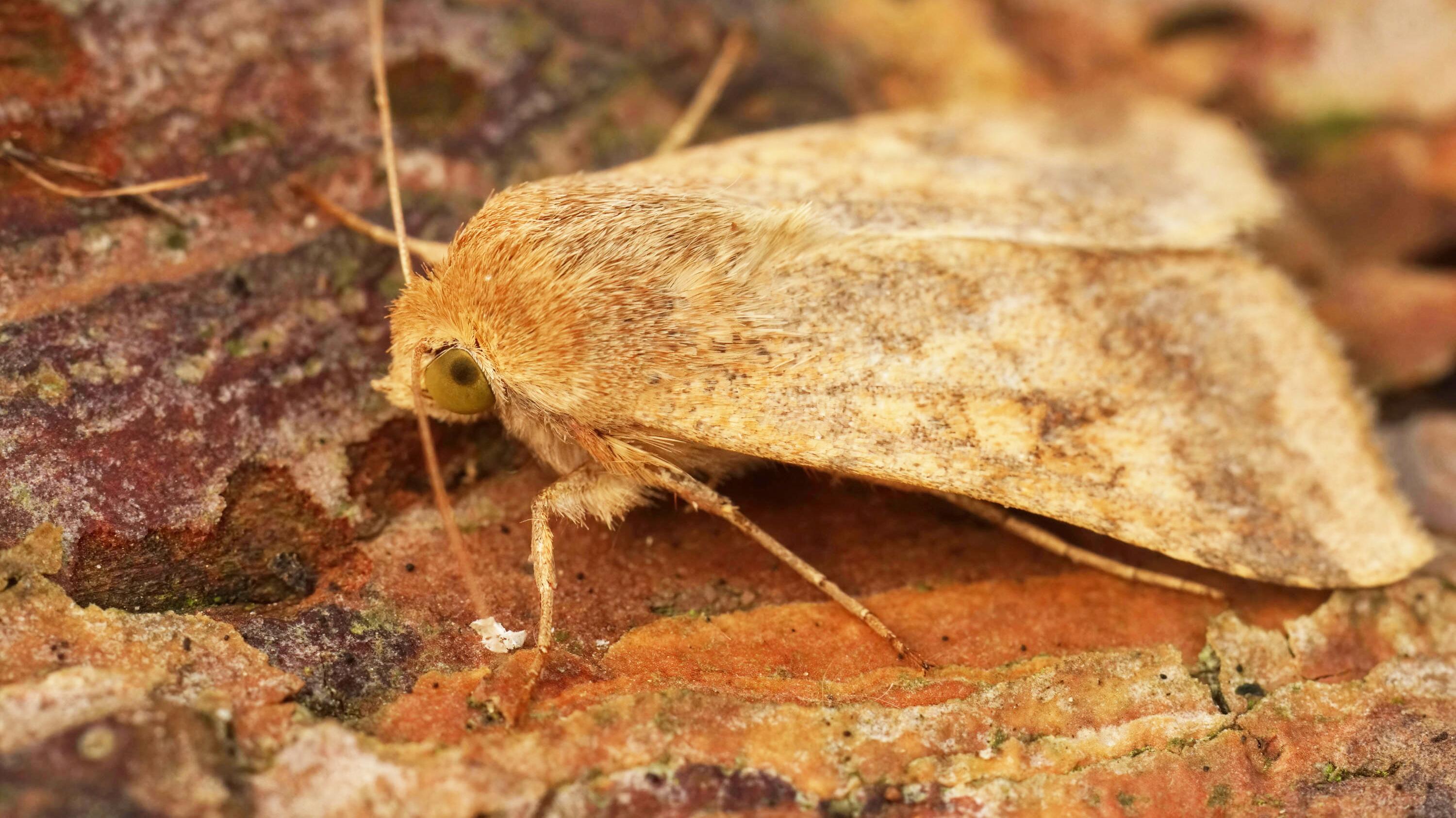 Ryan and jen hamilton porn