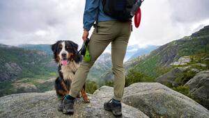 Ein Hund und ein Menschen beim Wandern