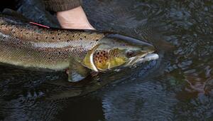 Rückgang um gut 80 Prozent bei wandernden Süßwasserfischen