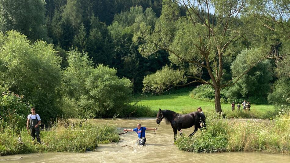 Spaziergängerin rettet Pferd.