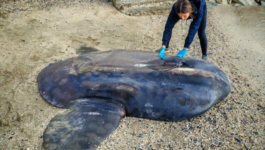 Mondfisch tot am Strand von italien