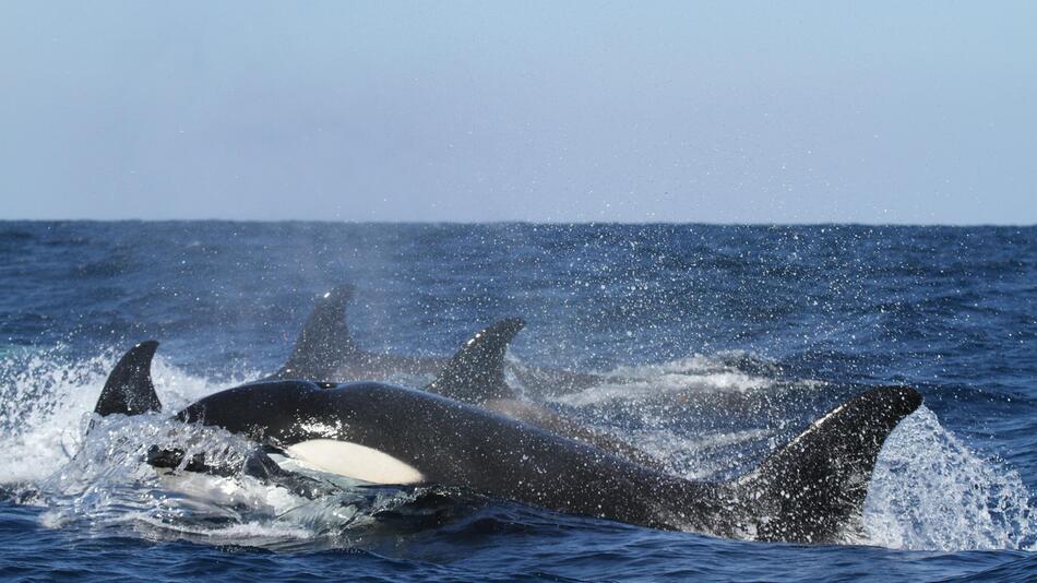 Orca-Paar tötet 17 Haie.