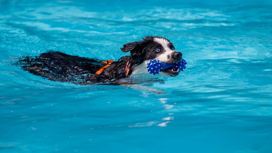 Hund im Wasser