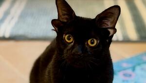 Kater Dobby hat vier Ohren