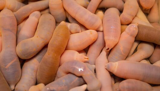 Penisfische