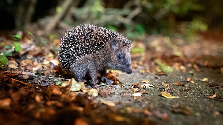 Ein Braunbrustigel (Erinaceus europaeus) zwischen Laub