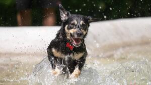 Hund rennt durchs Wasser