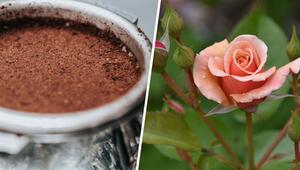 Kaffeesatz als Dünger: Für welche Pflanzen er sich eignet