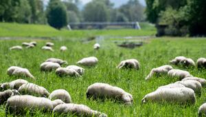 Schafe in der Leineaue