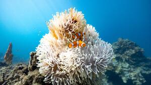 Clownfische an einer Anemone