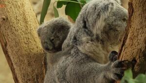 Name mit Bedeutung: Leipziger Koala-Baby hat einen Namen