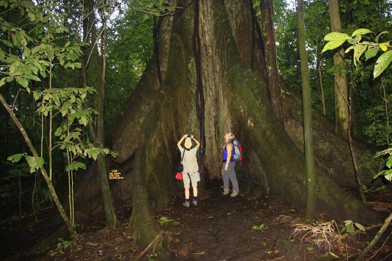 Tropische Wälder Costa Ricas
